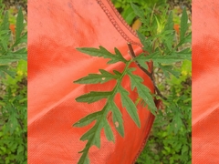 Ambrosia artemisiifolia