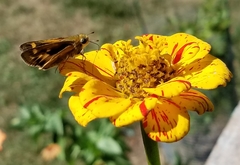 Hylephila phyleus