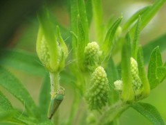 Ambrosia artemisiifolia