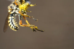 Callinicus pictitarsis