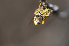 Callinicus pictitarsis