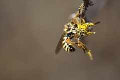 Callinicus pictitarsis