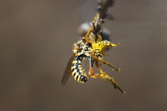 Callinicus pictitarsis