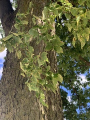 Celtis occidentalis