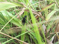 Epicauta cinerea-group