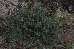 Echter Thymian (Thymus vulgaris): Herkunft und Verwendung — Foto 2