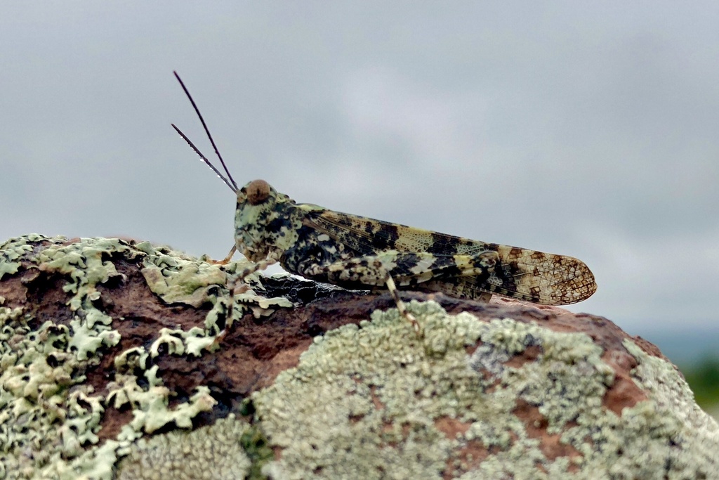 Lichen Grasshopper