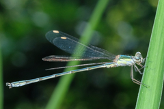 Chalcolestes viridis