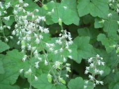 Tiarella polyphylla