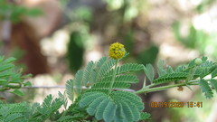 Vachellia tortuosa