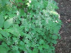 Tiarella polyphylla