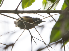 Pheugopedius rutilus
