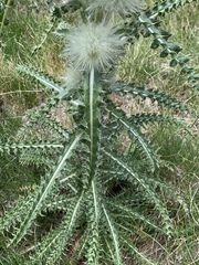 Cirsium funkiae