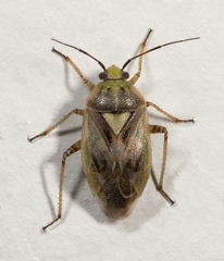 Lygus shulli