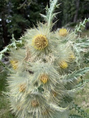 Cirsium funkiae
