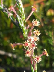 Struthiola fasciata
