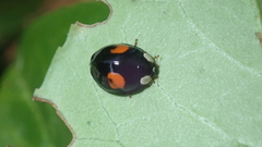 Harmonia axyridis