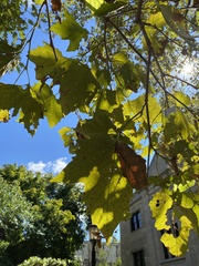 Platanus occidentalis