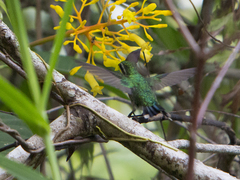 Chlorostilbon mellisugus