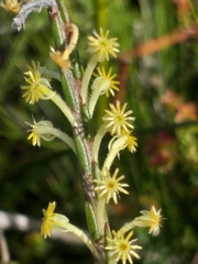 Struthiola fasciata