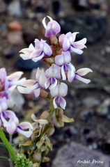 Astragalus bergii