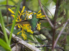 Chlorostilbon mellisugus