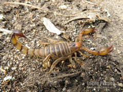 Bothriurus prospicuus