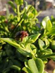 Aulacopalpus castaneus