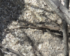 Liolaemus absconditus