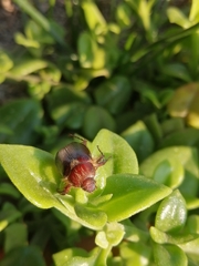 Aulacopalpus castaneus