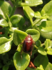 Aulacopalpus castaneus