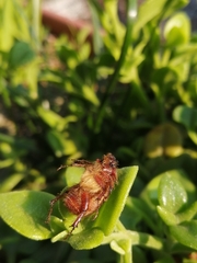 Aulacopalpus castaneus