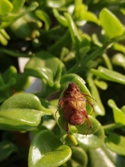 Aulacopalpus castaneus