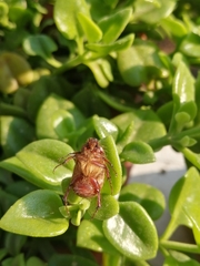 Aulacopalpus castaneus