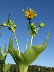 Silphium perfoliatum perfoliatum
