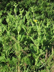 Silphium perfoliatum perfoliatum