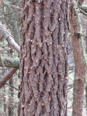 Dendroctonus