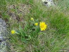 Doronicum clusii