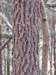 Dendroctonus