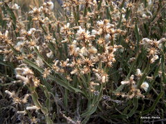 Baccharis crispa