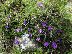 Primula minima