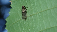 Cixius nervosus