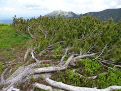 Bergkiefer (Pinus mugo): Herkunft und Verwendung — Foto 3