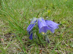 Campanula alpina