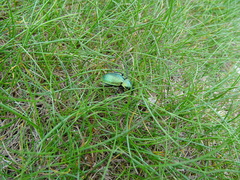 Carabus sylvestris