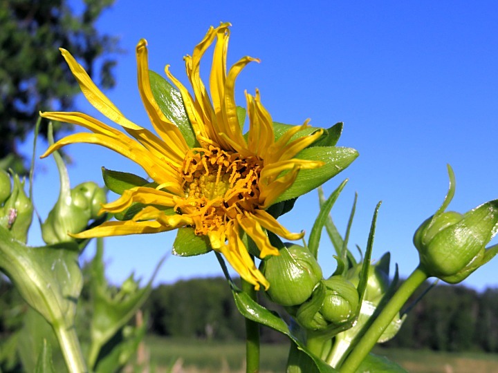 Silphium perfoliatum var. perfoliatum
