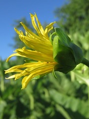 Silphium perfoliatum perfoliatum