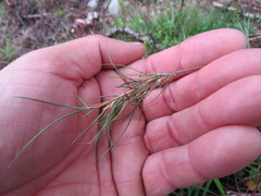 Festuca vivipara