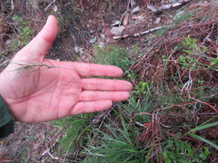 Festuca vivipara