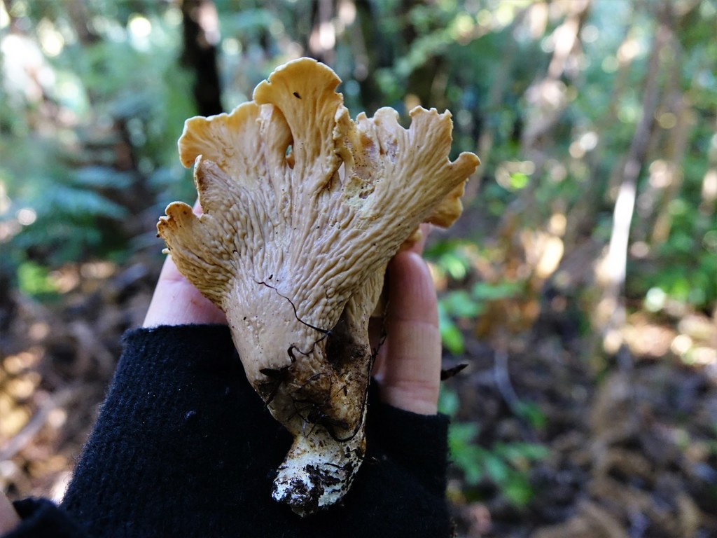 Gloeocantharellus dingleyae